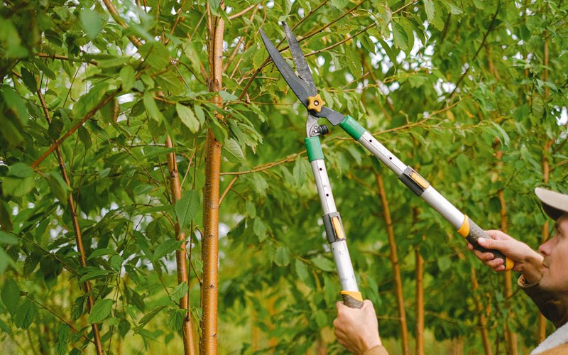 Tree trimming in Lake View, IA