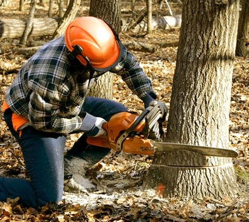 Tree Removal in Lake View, IA